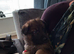 Full blooded German Shepherd puppies.