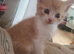 Kittens, 8 weeks old co.down northern ireland
