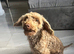 Toy poodle girl chocolate phantom 3 years
