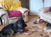 Male German shepherd