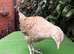 Easter Egger Buff Sussex x Crested Cream Legbar Hen