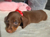 Stunning Miniature Dachshunds