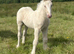 Palomino Pearl Colt Foal