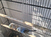 Baby budgies