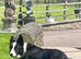**The prettiest long-coated Border Collie Puppies you will see today**