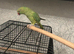 Tamed ringneck with cage