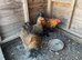 Trio of bantam brahmas