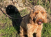 ADORABLE QUALITY RED COCKERPOO NEUTERED RED BOY