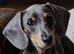 Beautiful Blue and Tan Kc Registered Miniature Dachshund