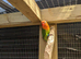 Hand reared young lovebirds!