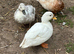 Call ducks