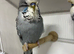 Budgies for sale