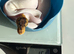 Royal pythons for sale