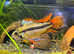 Happy To Rehome Any Tropical Fish