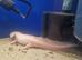 Stunning Pink Axolotls
