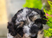 Lacasapoo Puppies &ndash; 4 Girls & 3 Boys Available