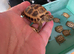 Baby horsefield tortoise for sale