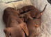 Beautiful Dachshund Puppies – Ready Now
