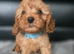 Beautiful cavapoo babies