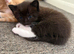 Mixed with Maine Coon kittens all male