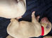 3 beautiful Labrador puppies left 2 male 1 female