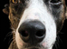 4 year old lurcher