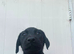 Beautiful Black Labrador Puppies – 2 Boys & 2 Girls – 9 Weeks Old