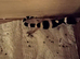Leopard gecko babies