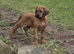 Rhodesian Ridgeback Girl