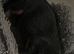 Stunning rotti pup mollie
