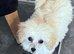 Toy poodle female