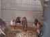 Finches