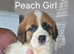 2 Female Saint Bernard Puppies