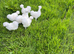 Silkies white