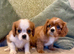 KC reg Champion Bloodline Cavalier King Charles Spaniel Puppies
