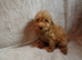 Cockapoo puppies