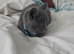 Pedigree BSH short hair