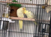 Breeding pair