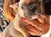 French bulldog puppies