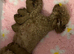 3year old health tested kc reg female toy poodle