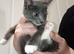 Bengal british shorthair mix grey and white kitten male