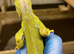LIME GREEN IGUANA 1 YEARS OLD