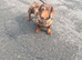 Dapple miniature dachshund girl