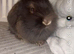 Lionhead pure breed rabbit