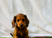 Miniature long haired dachshund