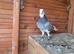 Birmigham Roller Male Pigeons 30&pound; each bird