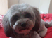 Havanese Pappy's