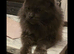 Giant maine coon kittens for sale