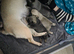 Pug puppies hull area