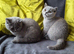2 british shorthair
